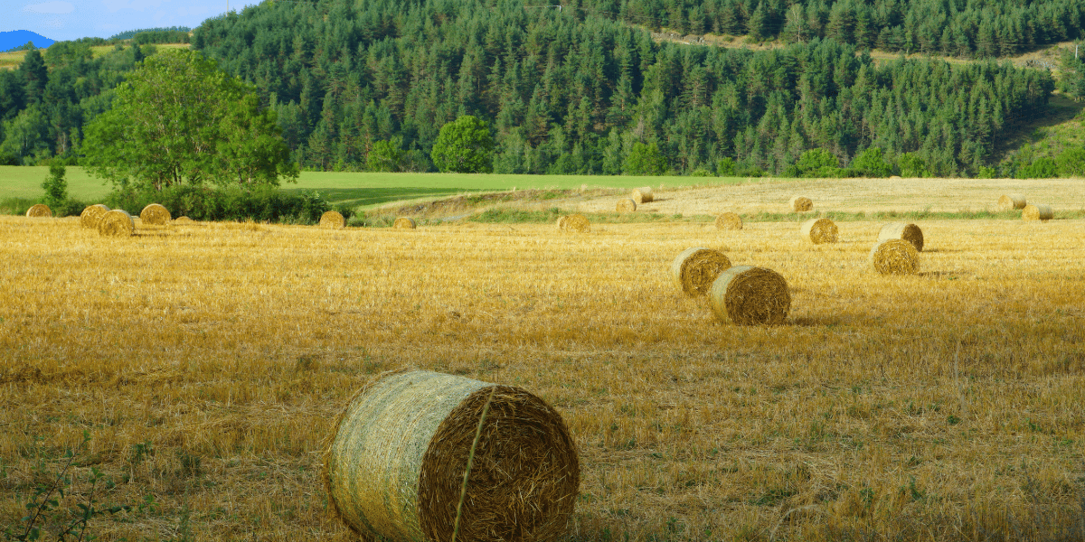 hay-straw-insurance